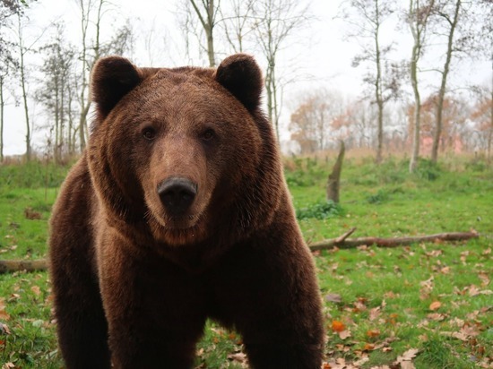 Эксперты раскрыли причины нападения медведей на людей в Красноярском крае