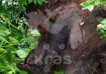 Медведь был ликвидирован неподалеку от места гибели туриста на Араданском хребте Красноярского края