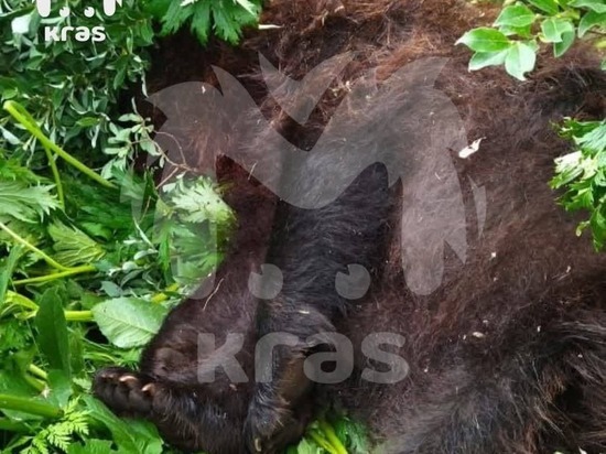 Медведя-людоеда убили в горах Красноярского края