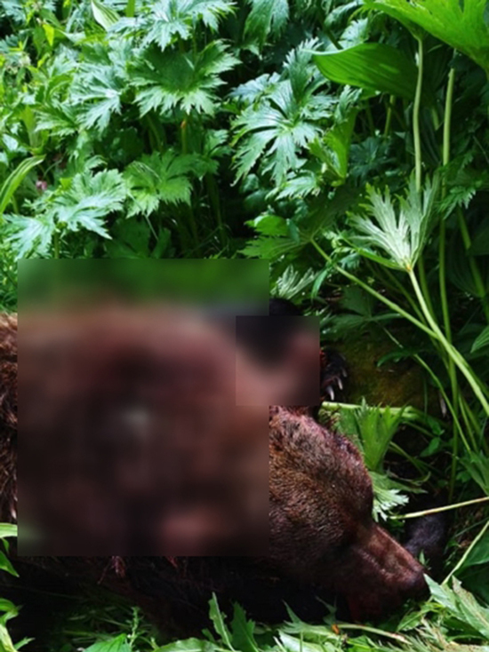 СК завел уголовное дело после того, как медведь растерзал туриста в Красноярском крае