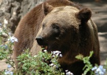 В районе 9 озер хребта Араданский в природном парке «Ергаки» на юге Красноярского края было обнаружено тело 42-летнего москвича Евгения Старкова, которого растерзал медведь