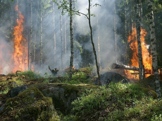 Забайкалец выплатит 80 тыс р ущерба за пожар в лесу на 350 га