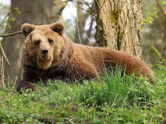В Костромской области надо что-то делать с медведями