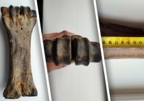 На сайте объявлений “Авито” появилось объявление о продаже окаменелой древней кости