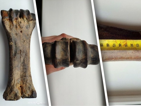 Житель Новосибирска продает древнюю кость за 1,5 млн рублей