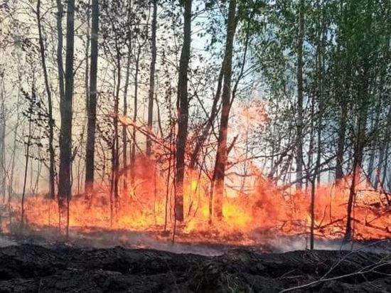 В Омской области действуют два лесных пожара