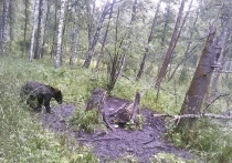 В Искитимском районе Новосибирской области, рядом с селом Легостаева жители заметили молодого бурого медведя