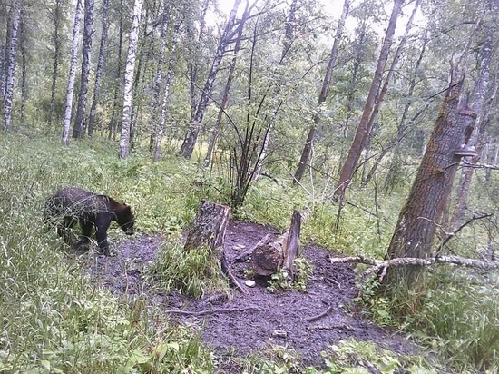Молодой медведь напугал жителей села в Новосибирской области