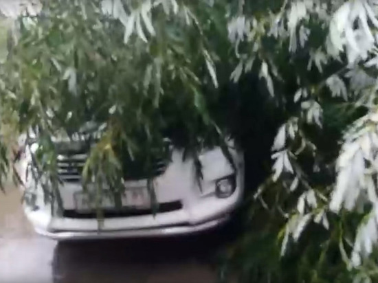 Дерево рухнуло на припаркованную иномарку в Надыме