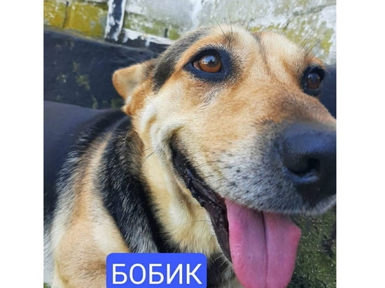 Коты против собак: в Невинномысске растет число оппозиционных партий