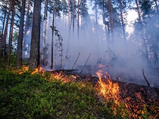 Свидетелей лесного пожара разыскивают в Серпухове