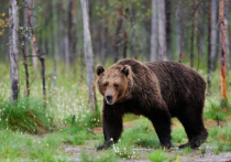 27 июля на Араданской хребте в природном парке «Ергаки» медведь растерзал туриста