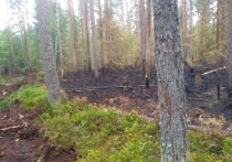 Лес в Крестецком районе не могут потушить уже третьи сутки