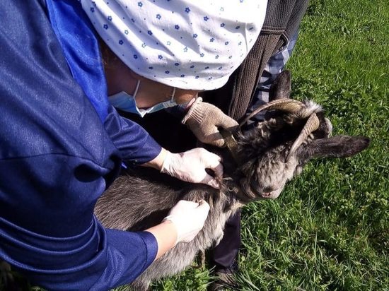 180 тысяч животных привито от бешенства в Нижегородской области