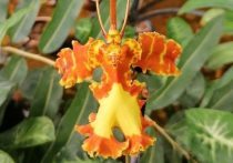 Специалистами Сибирского ботанического сада Томского госуниверситета в 2020 году была закуплена коллекции экзотических орхидей