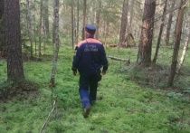 В Томской области поисковыми отрядами и сотрудниками правоохранительными органами завершены ранее начатые поиски пропавшего в лесу 66-летнего мужчины