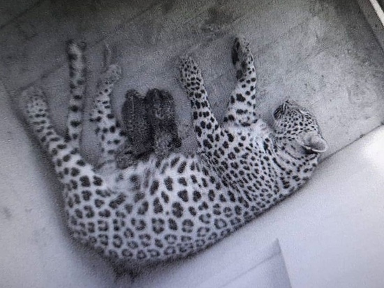 В сочинском нацпарке окотилась самка леопарда