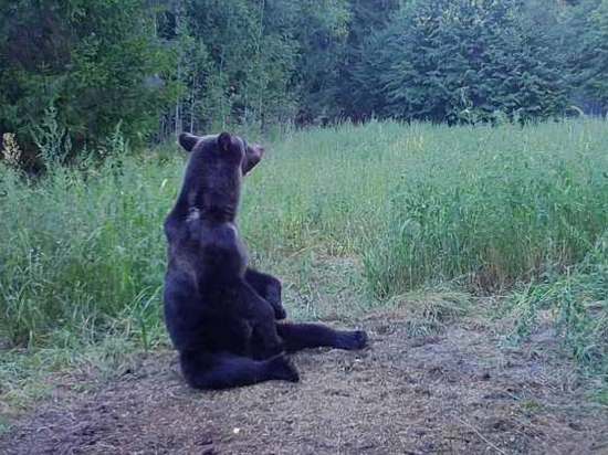 С 1 августа в Нижегородской области открывается сезон охоты на медведя