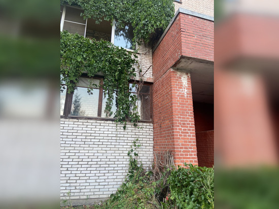 В Приморском районе уничтожили 20-летнюю стену из дикого винограда