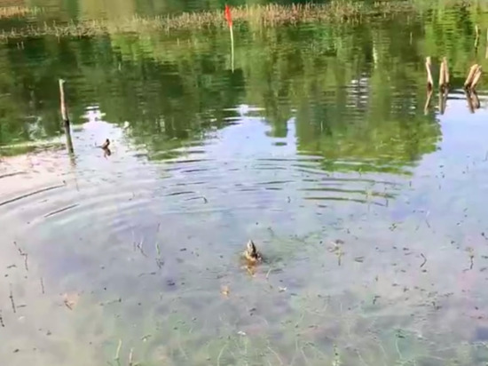 Житель Новосибирска поймал черепаху в пруду на “Совсибири”