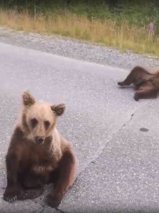 Почесывают животики: двоих медвежат снова сняли на видео на дороге в ЯНАО