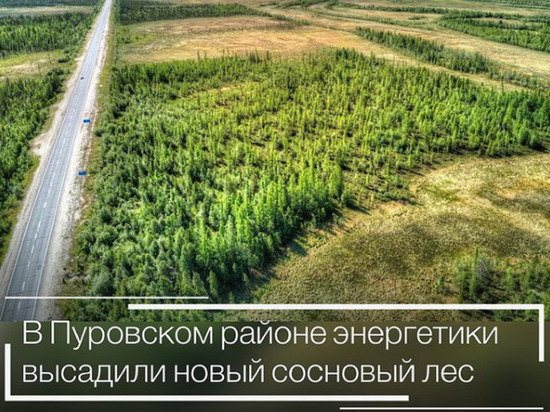 Сосновый бор за 40 миллионов появится в Пуровском районе