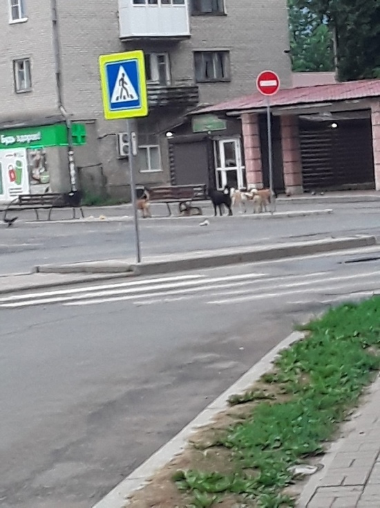 Печерянка о стае бездомных собак в городе: «По улице страшно ходить»