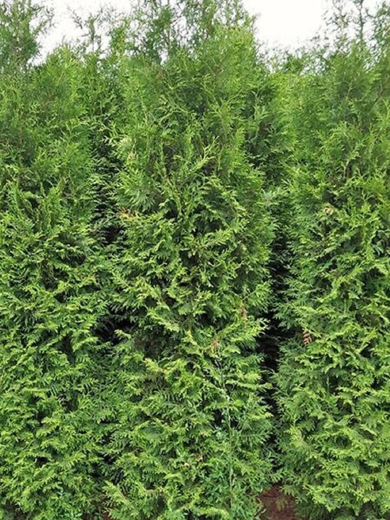 В Тверской области любительнице вечнозеленых растений грозит срок