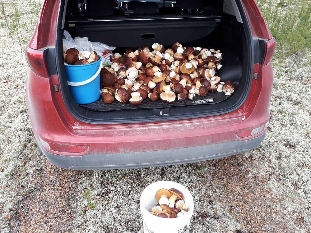 Насобирали полные ведра: жители Ноябрьска хвастаются урожаем грибов
