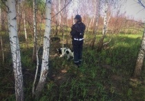 Грибники продолжают пропадать в лесах Новосибирской области