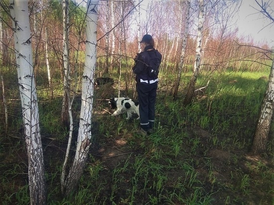 В лесах Новосибирской области за неделю пропали сразу 5 грибников