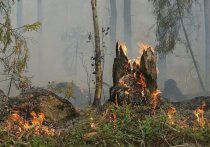 В августе 2021 года на северо-востоке Забайкальского края прогнозируется повышенная вероятность возникновения лесных пожаров, сообщили в пресс-службе Рослесхоза