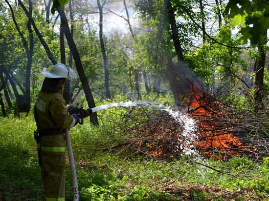 Костромские парадоксы: тушению пожара в Кологривском лесу помешал  дождь