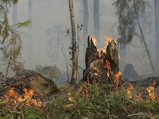 Рослесхоз прогнозирует пожары в Забайкалье в августе