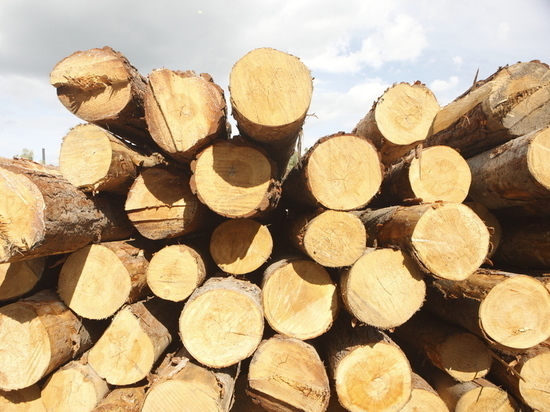 97% томского экспорта древесины пришлось на обработанные лесоматериалы