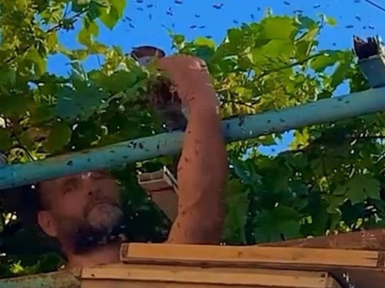 В Анапе мужчина голыми руками разобрал улей с 7 тысячами пчёл