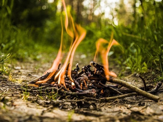 В ЛНР устроили костер из тысячи кустов конопли