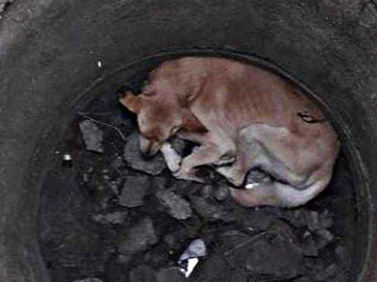 Специалисты спасли из колодца под Кемеровом обессилевшую собаку