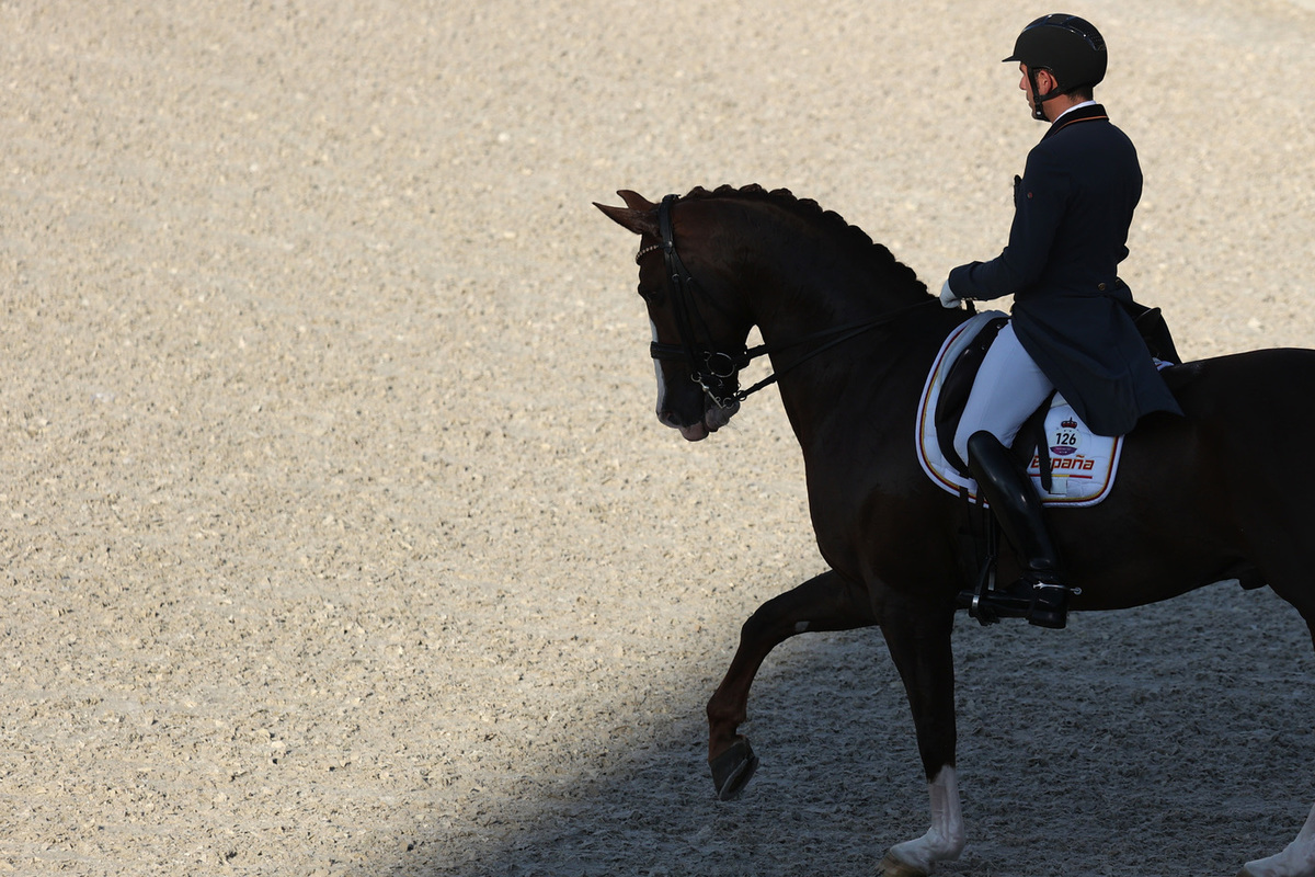 Впервые в истории Олимпиад лошадь усыпили из-за травмы