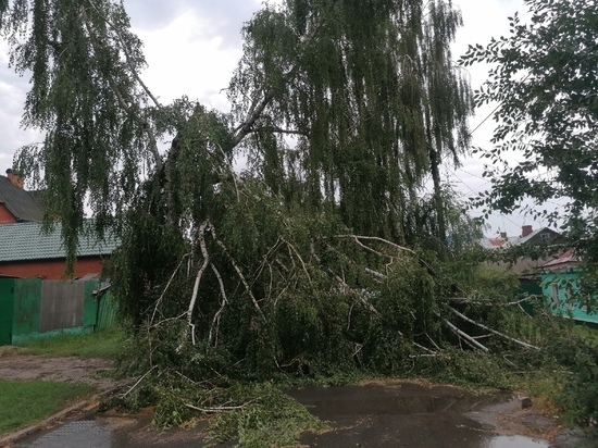 В Курске последствиями шквалистого ветра стали упавшие деревья