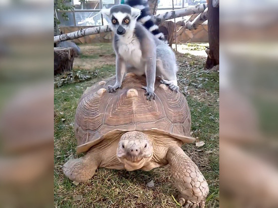 Лемур и черепаха из Ленинградского зоопарка стали новым мемом