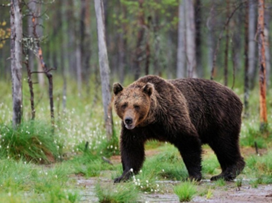 Медведь-людоед, убийство женщины и День ВДВ: главное в Красноярске за 2 августа