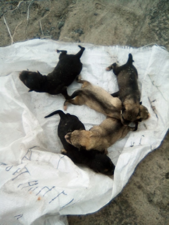 Новорожденных щенков выбросили в кювет у дороги в Салехарде
