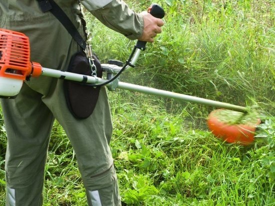 Более 300 га амброзии выкосили в Краснодаре