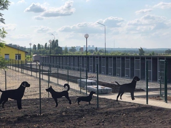 В Белгороде к 21 августа откроют приют для животных