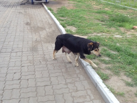 Отлов бездомных собак в Смоленской области поручен до нового года приюту «Верность»