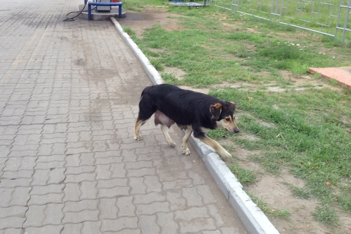 Отлов бездомных собак в Смоленской области поручен до нового года приюту  «Верность» - МК Смоленск