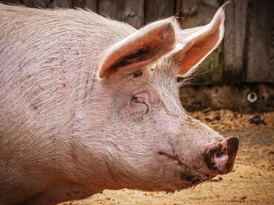 Порховичи жалуются на запах горелых костей после уничтожения заражённых свиней