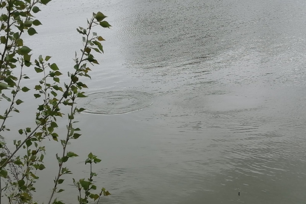 Оренбург в воде видео. Водяные змеи в озере Беляевского района Оренбургской области-. Цветет ли вода в Урале в Оренбурге 24 июня.