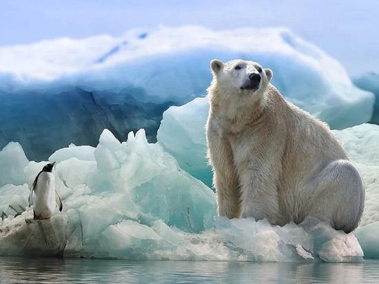 Терроризирующих тундровиков 7 белых медведей депортируют на острова на Ямале